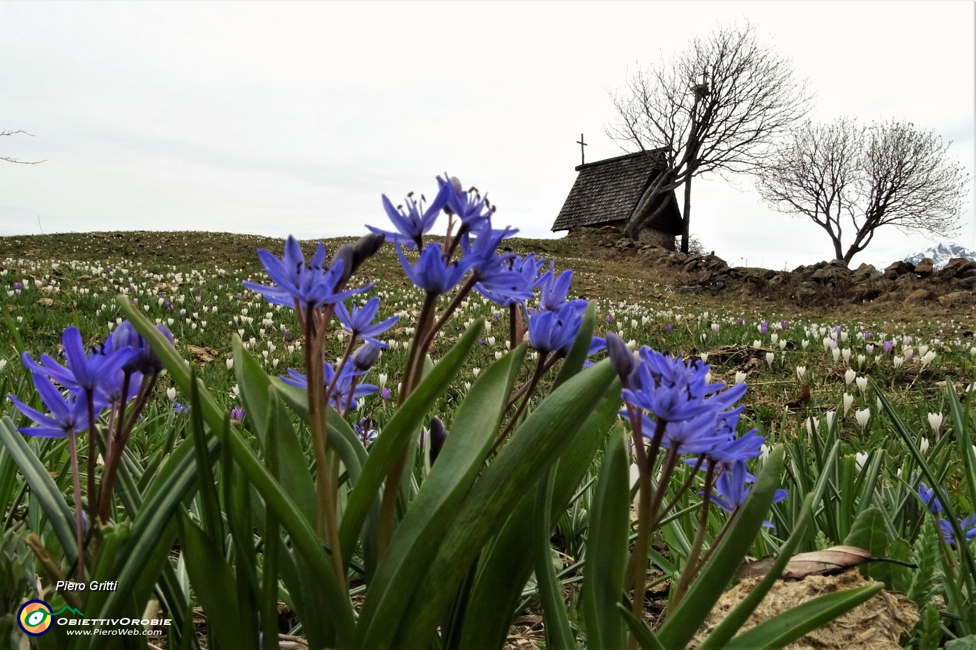 71 Scilla silvestre (scilla bifolia) con la cappella sullo sfondo.JPG